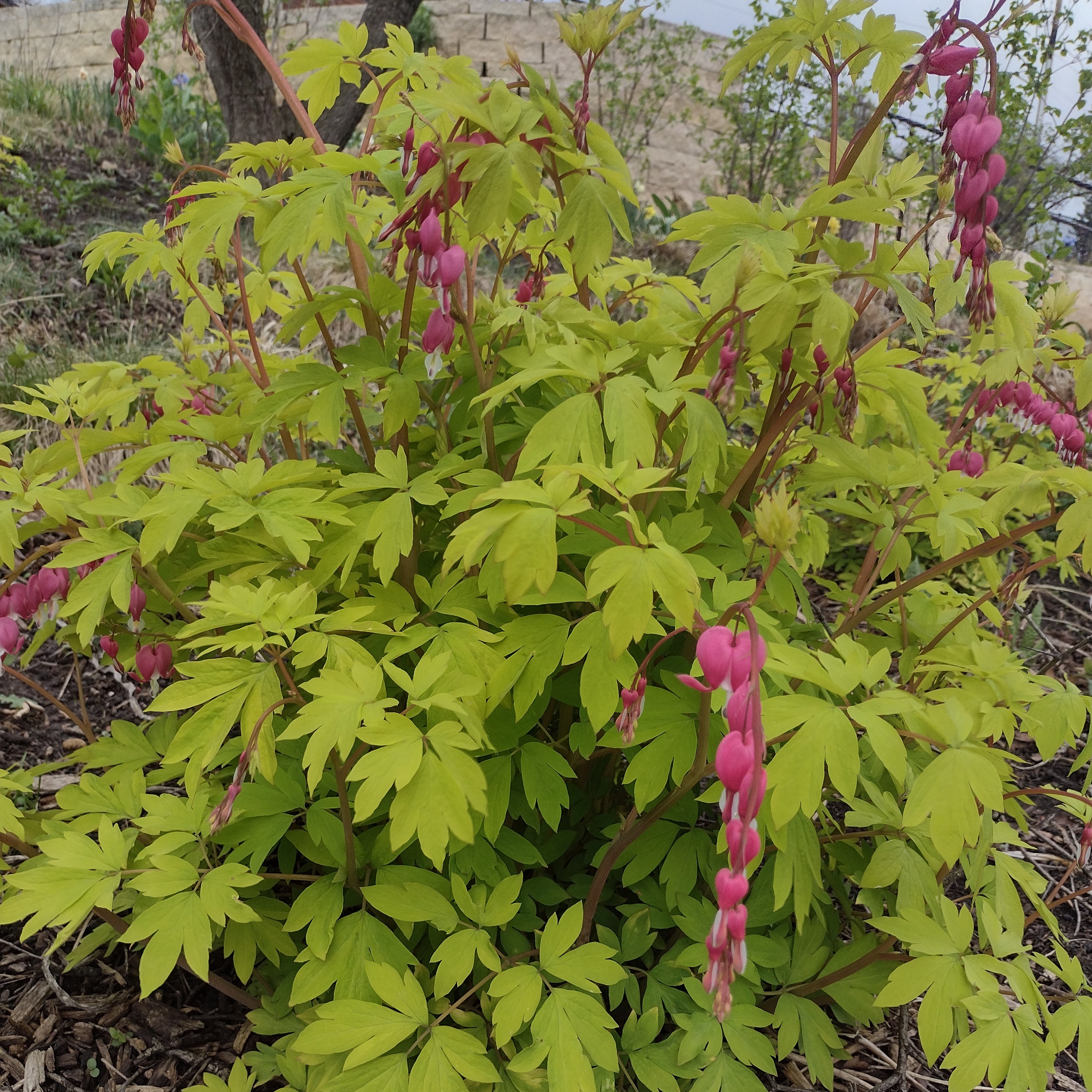 bleeding heart blooms with yellow-green foliage