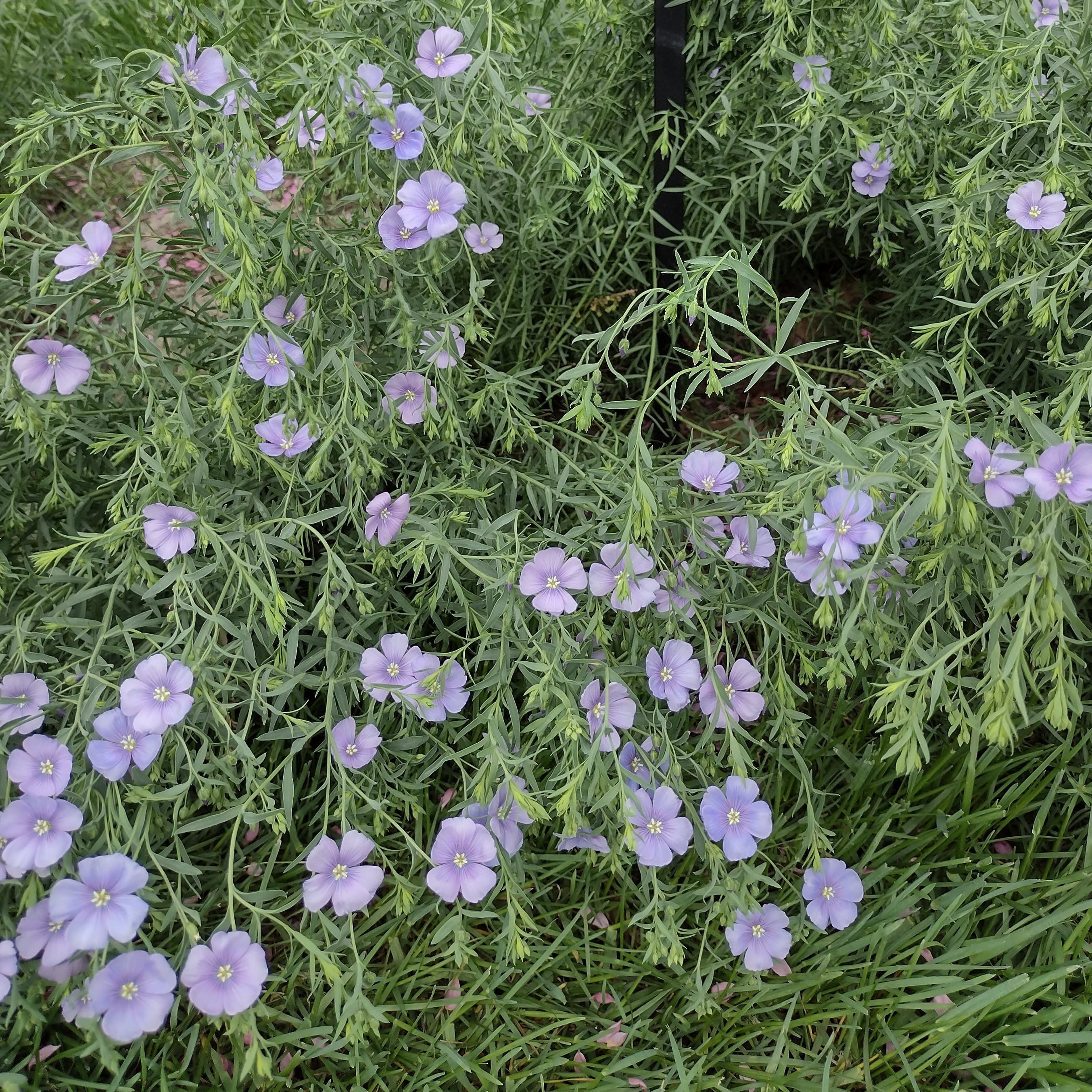 small, violet blooms