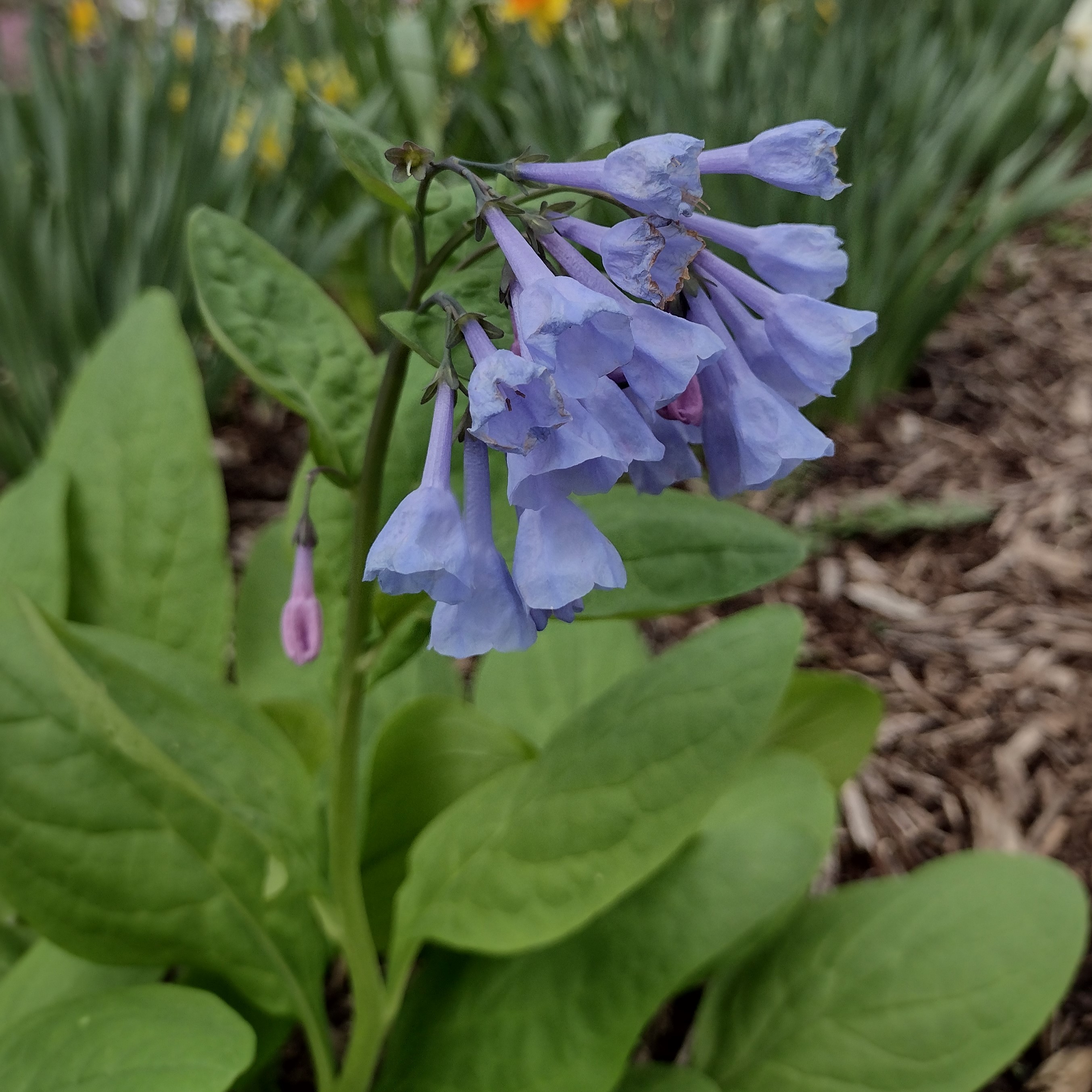 weeping, violet blooms