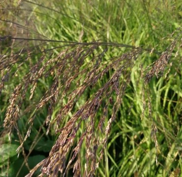 green grass with a red-ish seed head