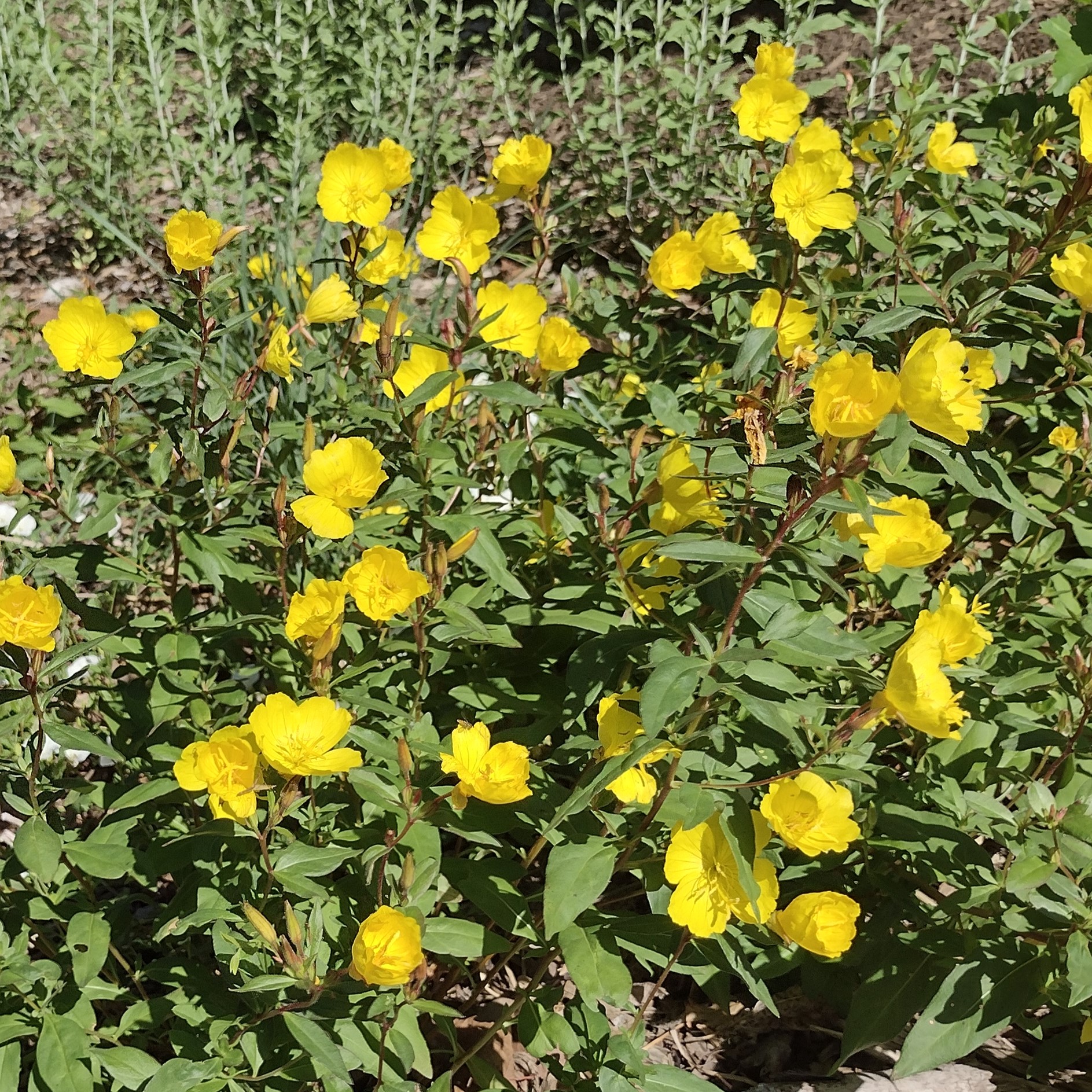 small, yellow blooms
