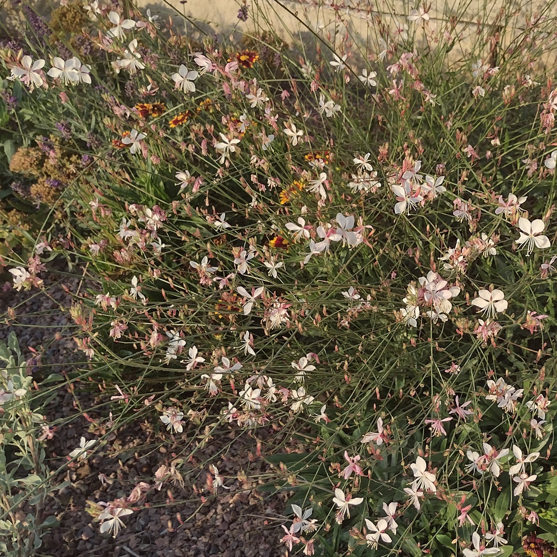 small, pink/white blooms on red stems