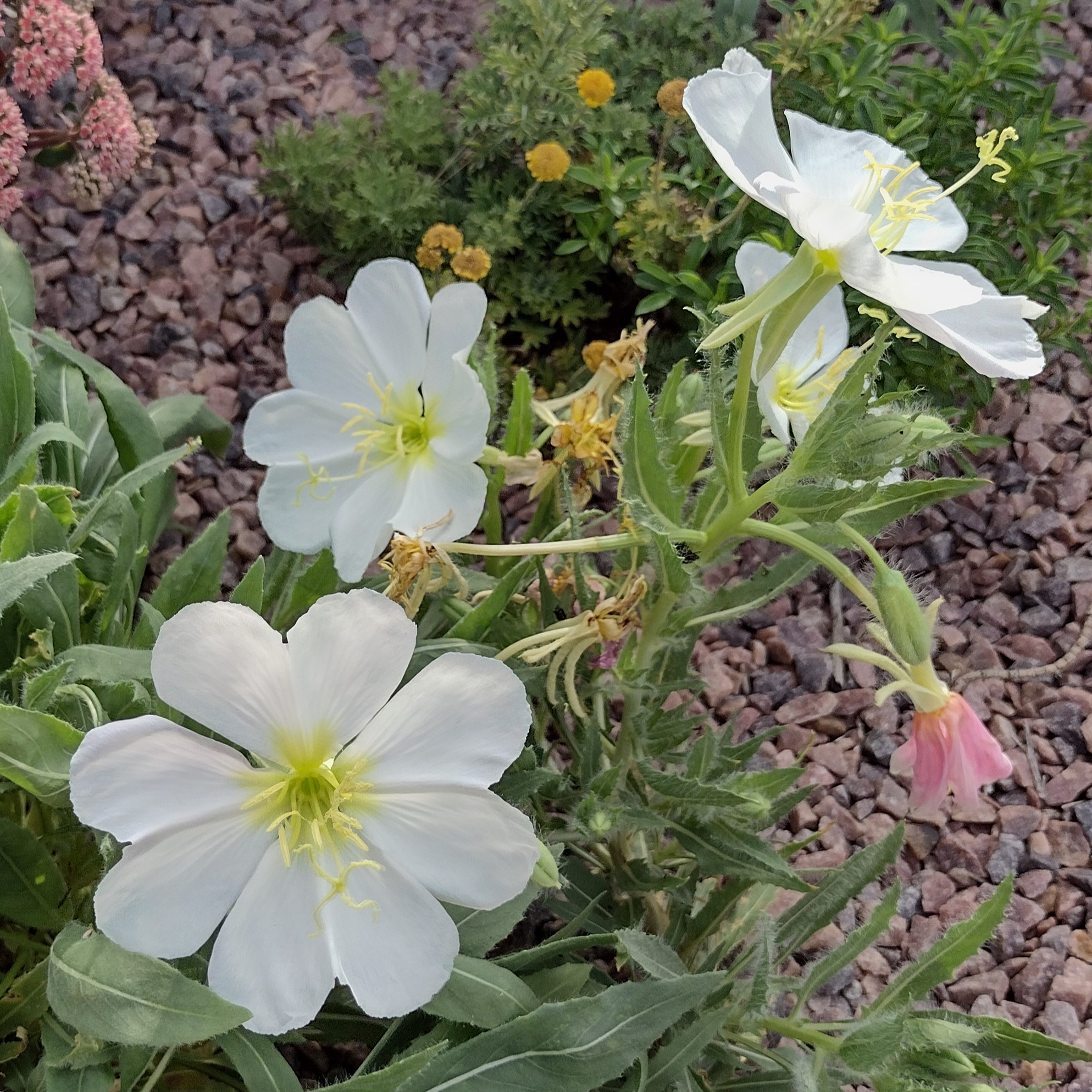 white, heart-like flowers