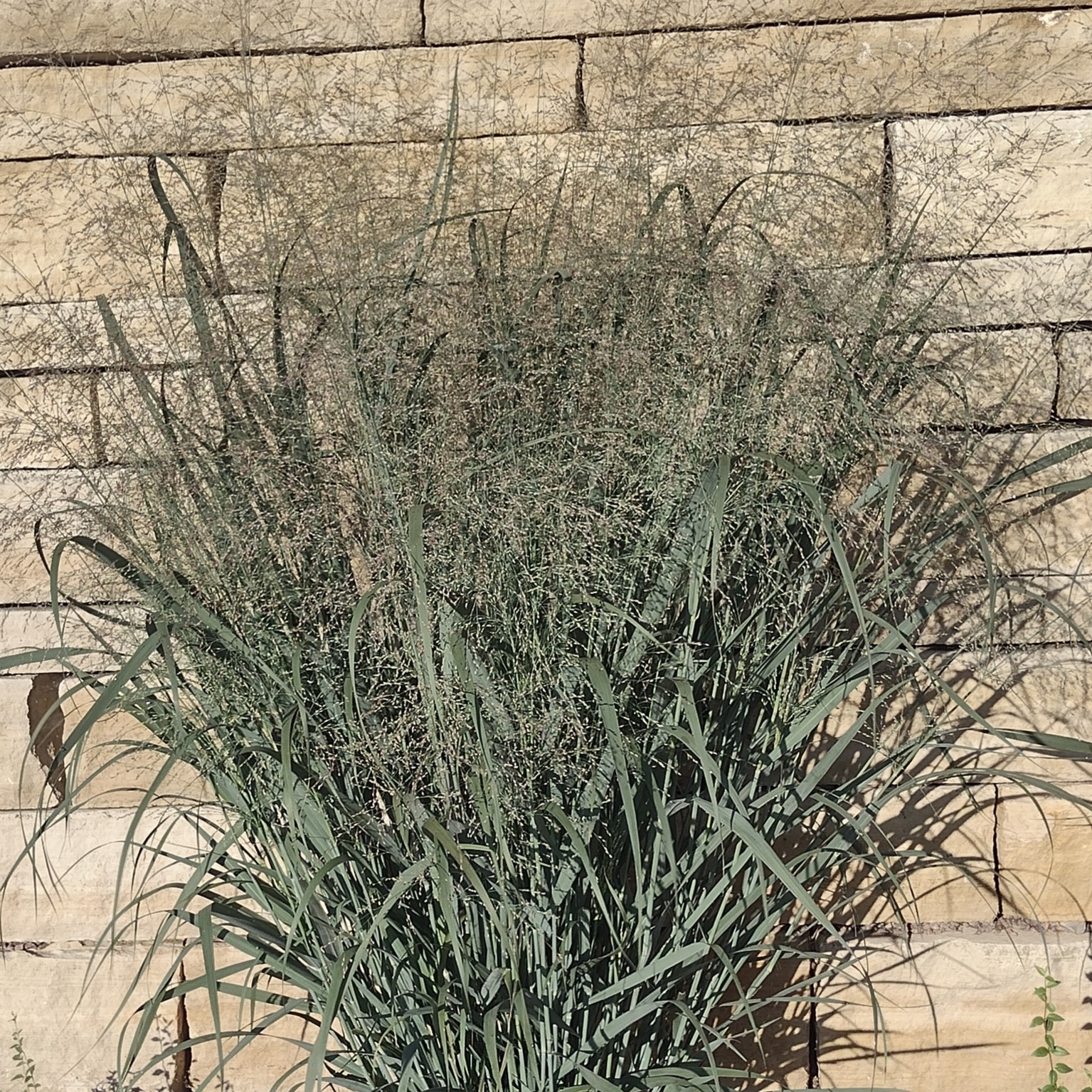 tall, dense, grass with fluffy seed heads