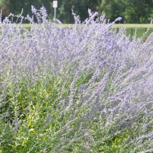 pale purple sage blooms