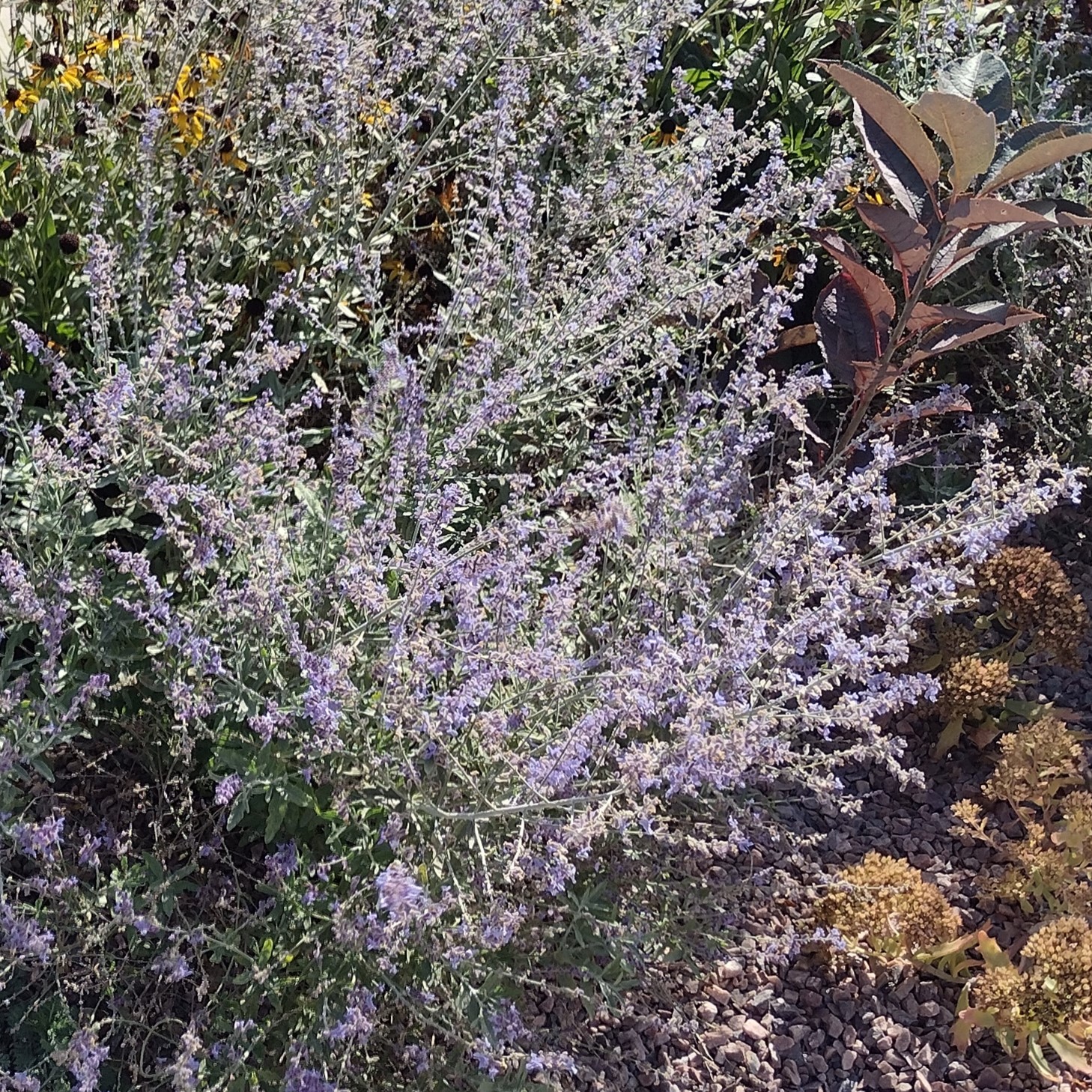 light purple sage blooms