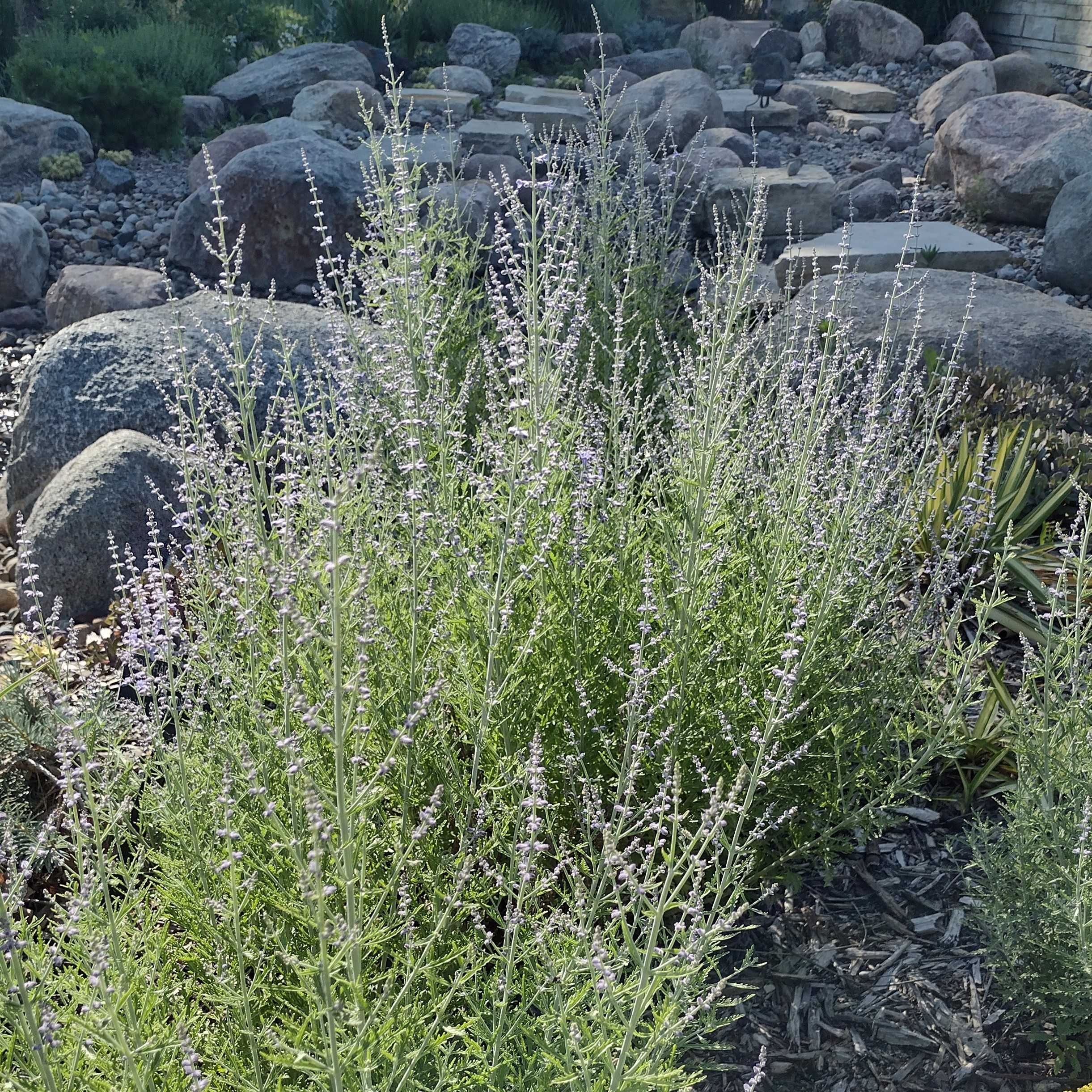 upright, purple sage blooms