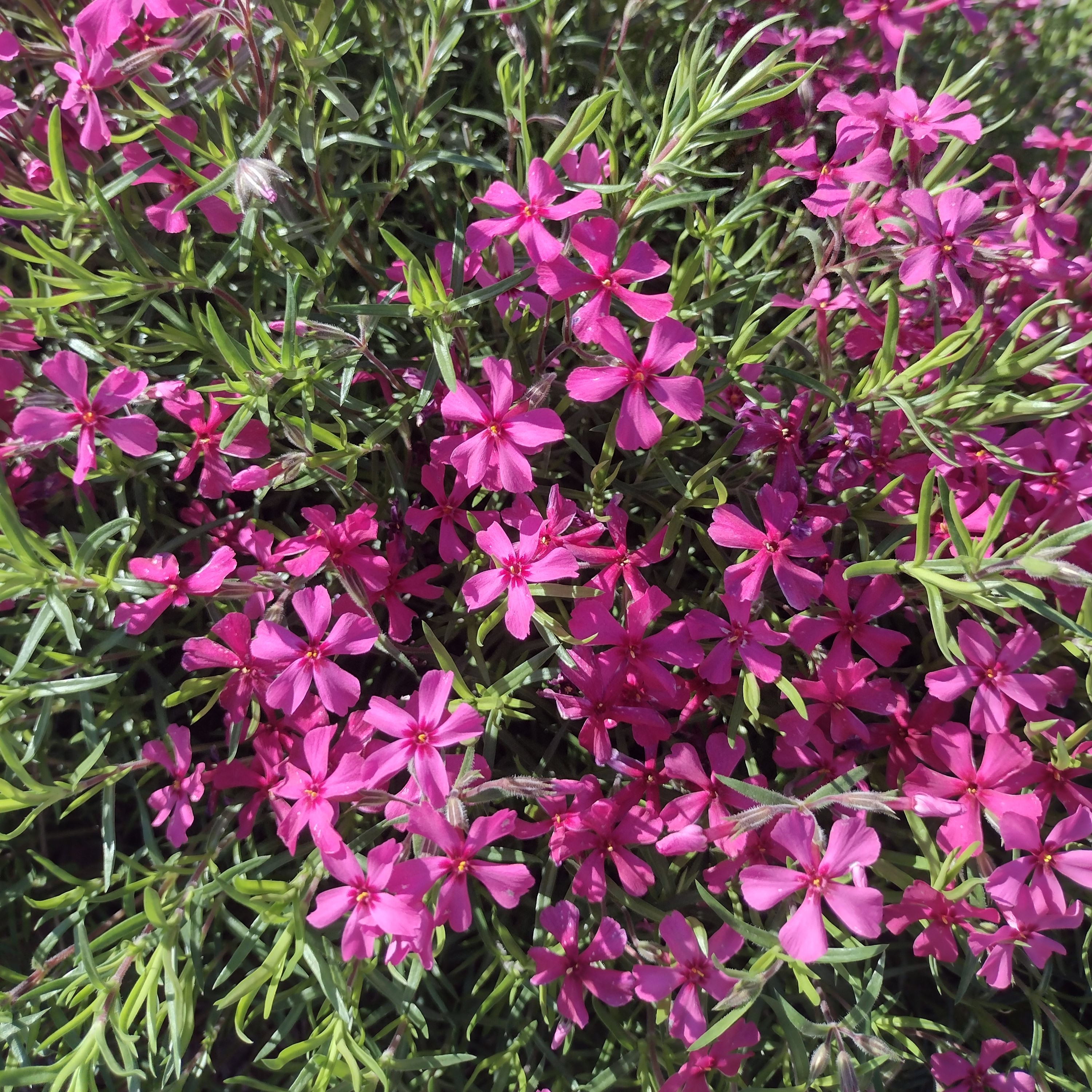 small, bright pink flowers