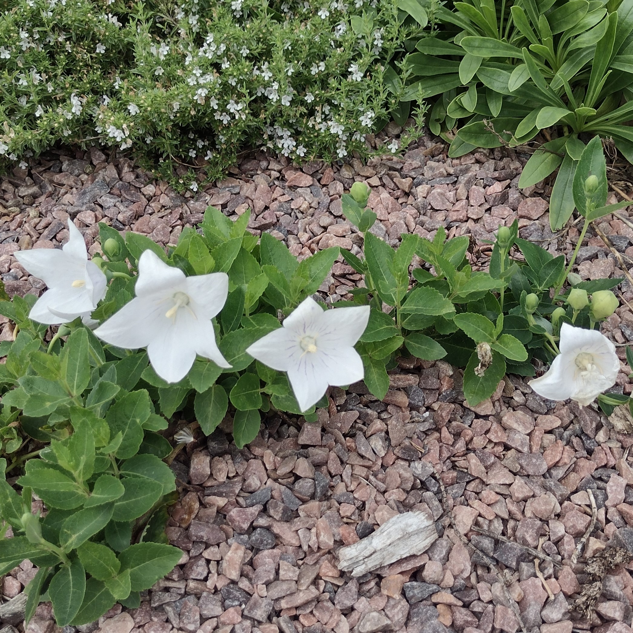 white, star-shaped flowers