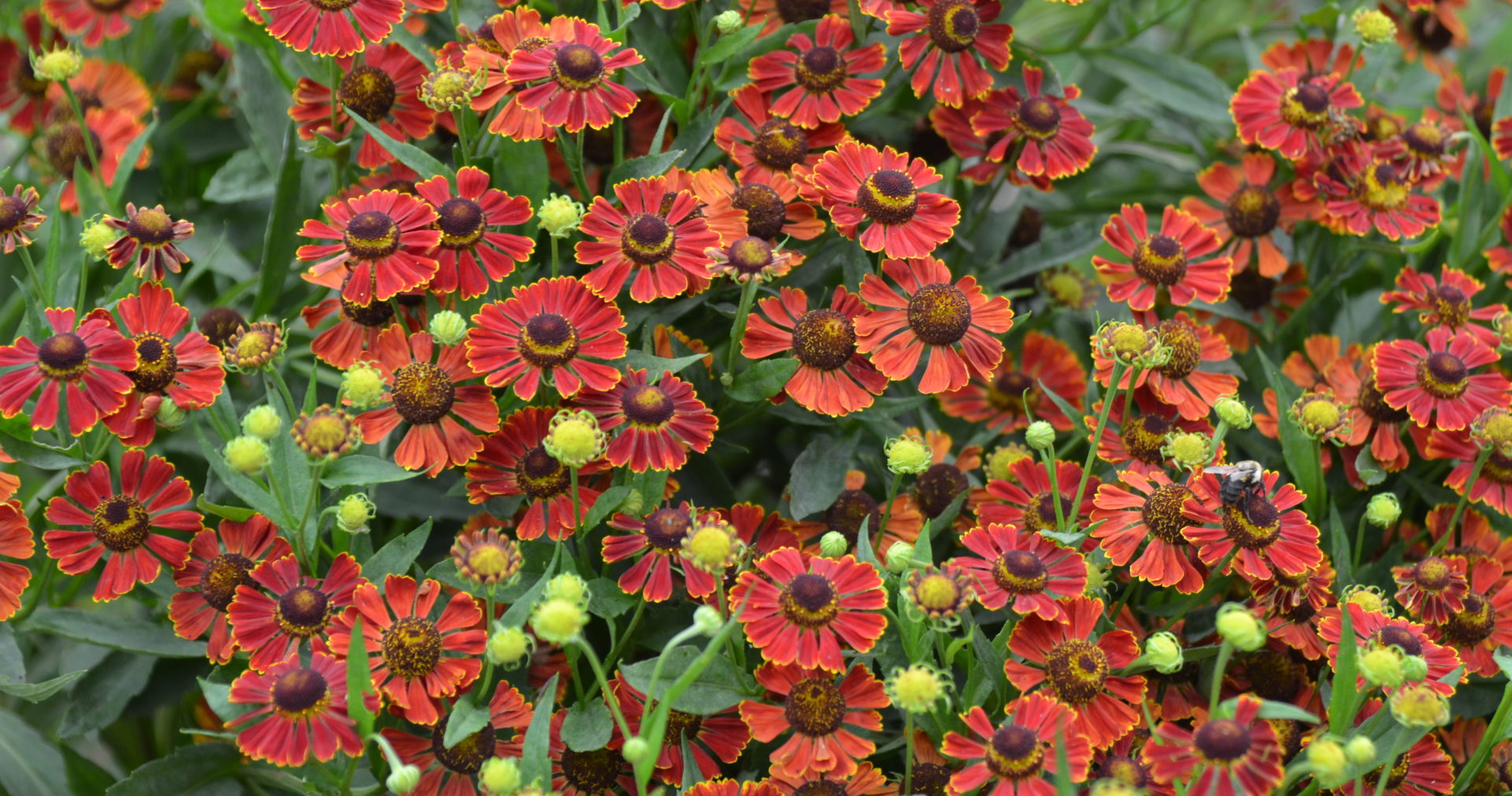 bright red/orange flowers