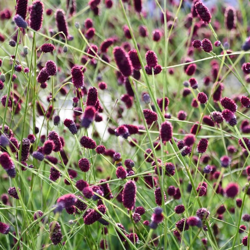 small, red/purple fuzzy blooms