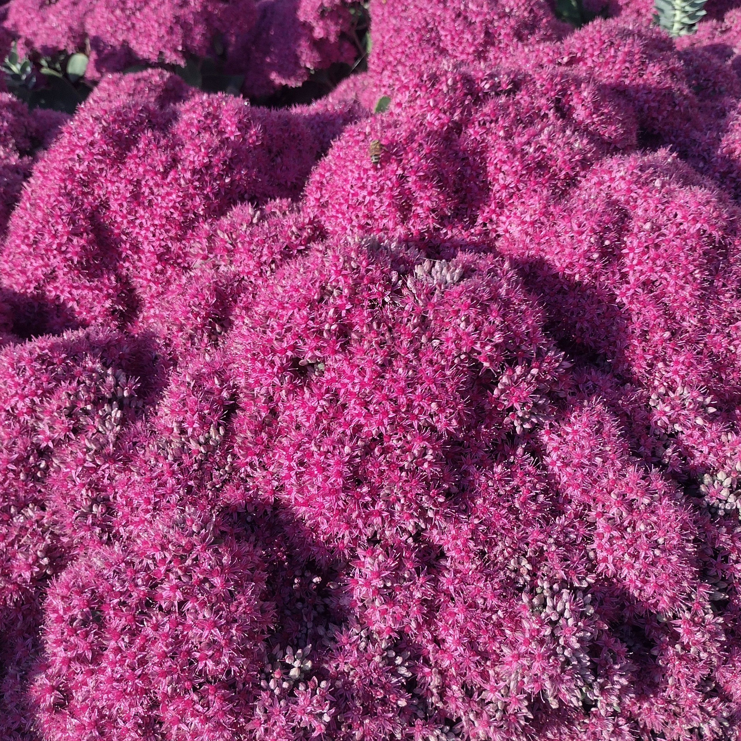 large, fuzzy, pink blooms