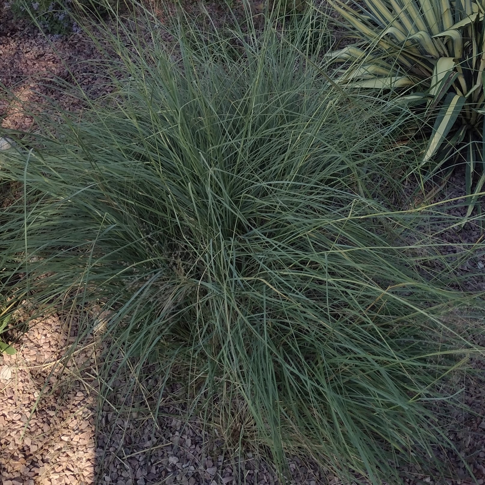 long, thin, grassy plant