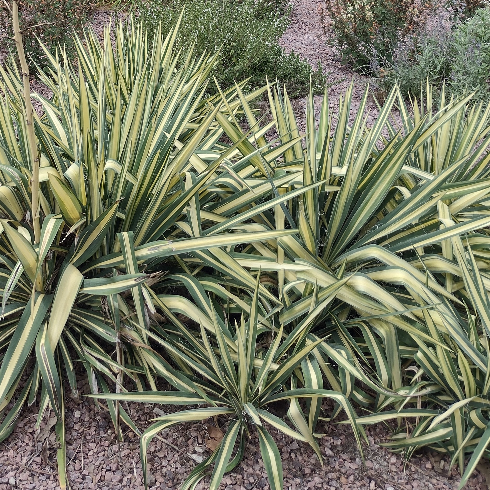 green and yellow foliage