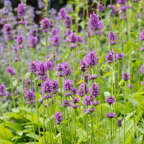 small, purple blooms on tall stems