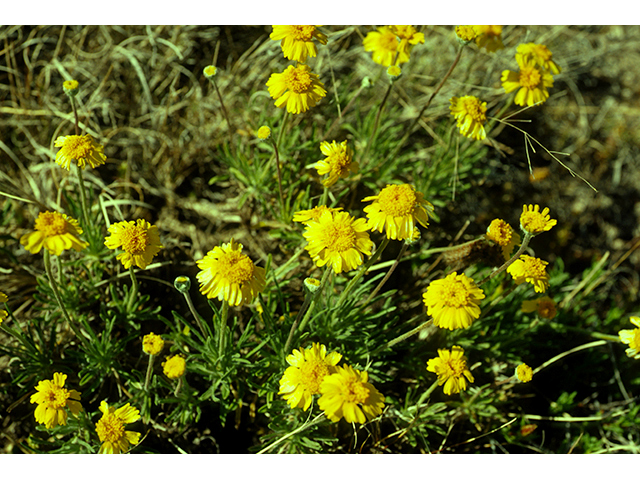 small, yellow blooms