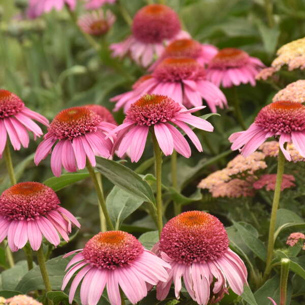 large, pink coneflower blooms