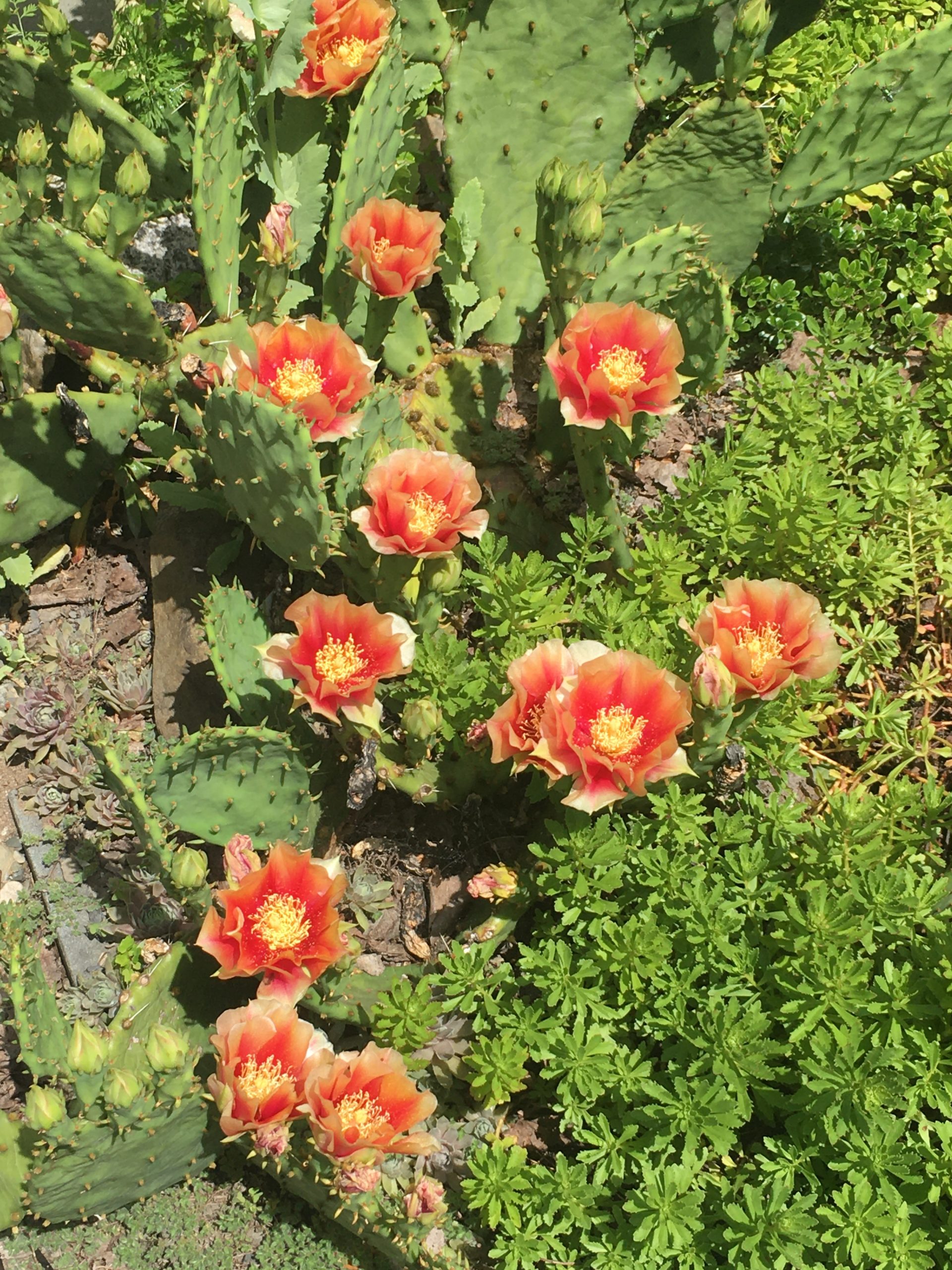 low cactus with orange blooms