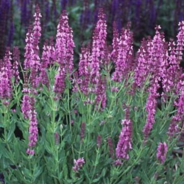 tall, pink sage blooms