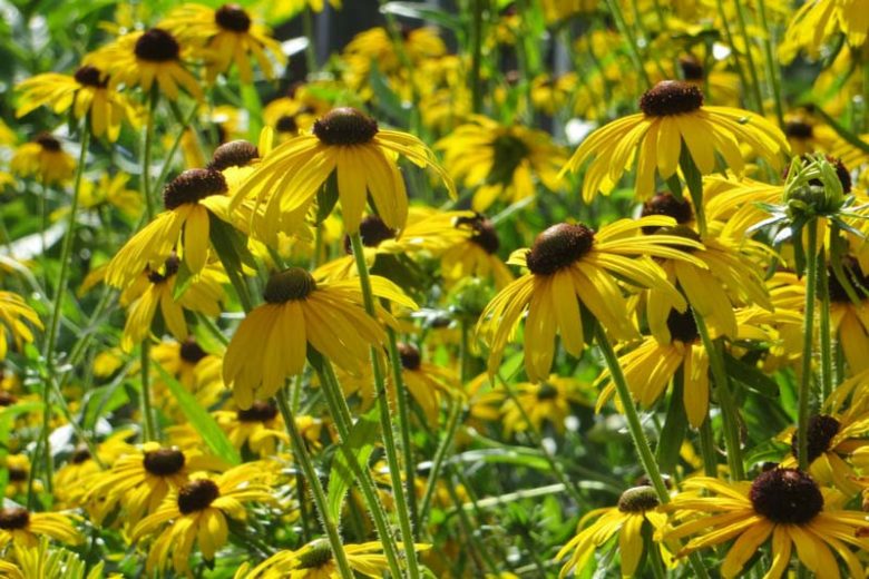yellow black-eyed susan blooms