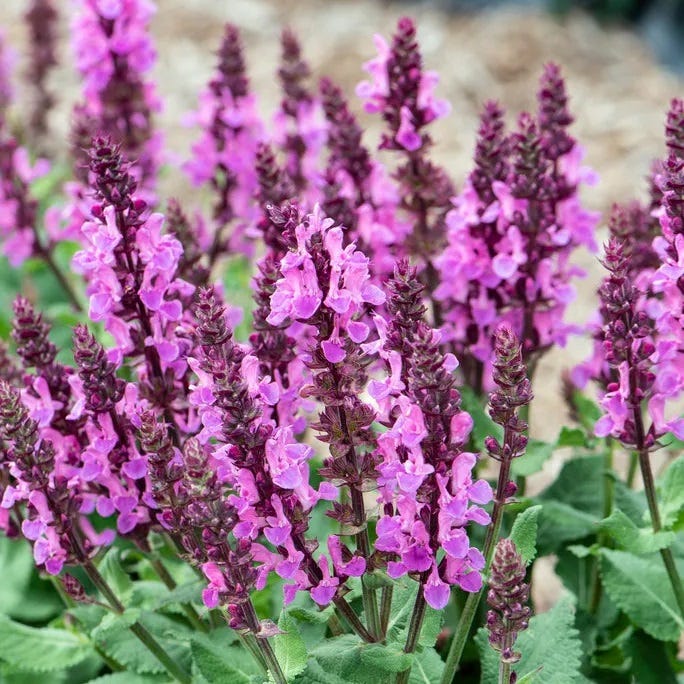 tall, pink sage blooms