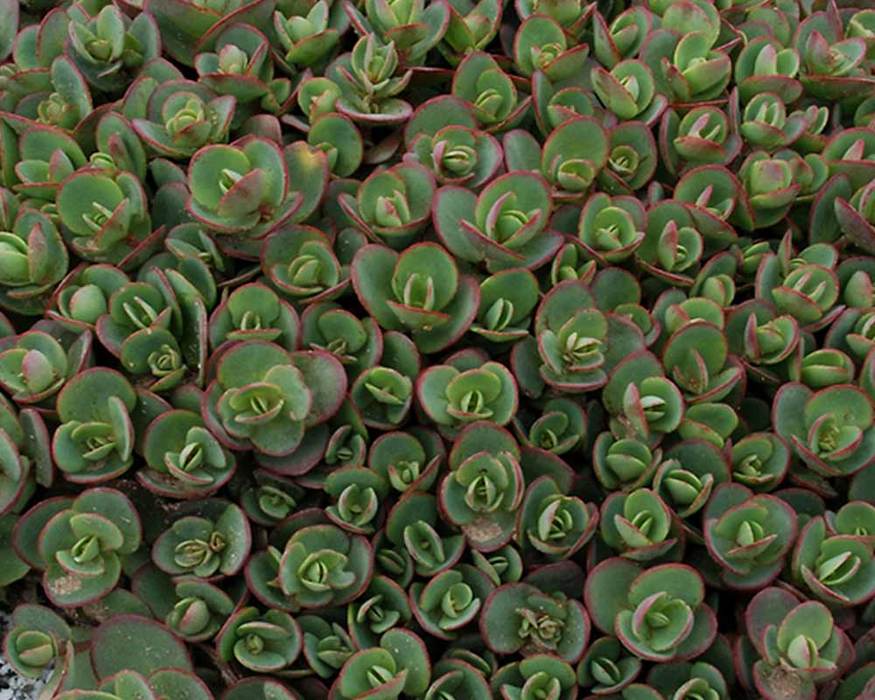 small, green foliage with red tips