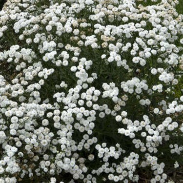 tiny, white flowers