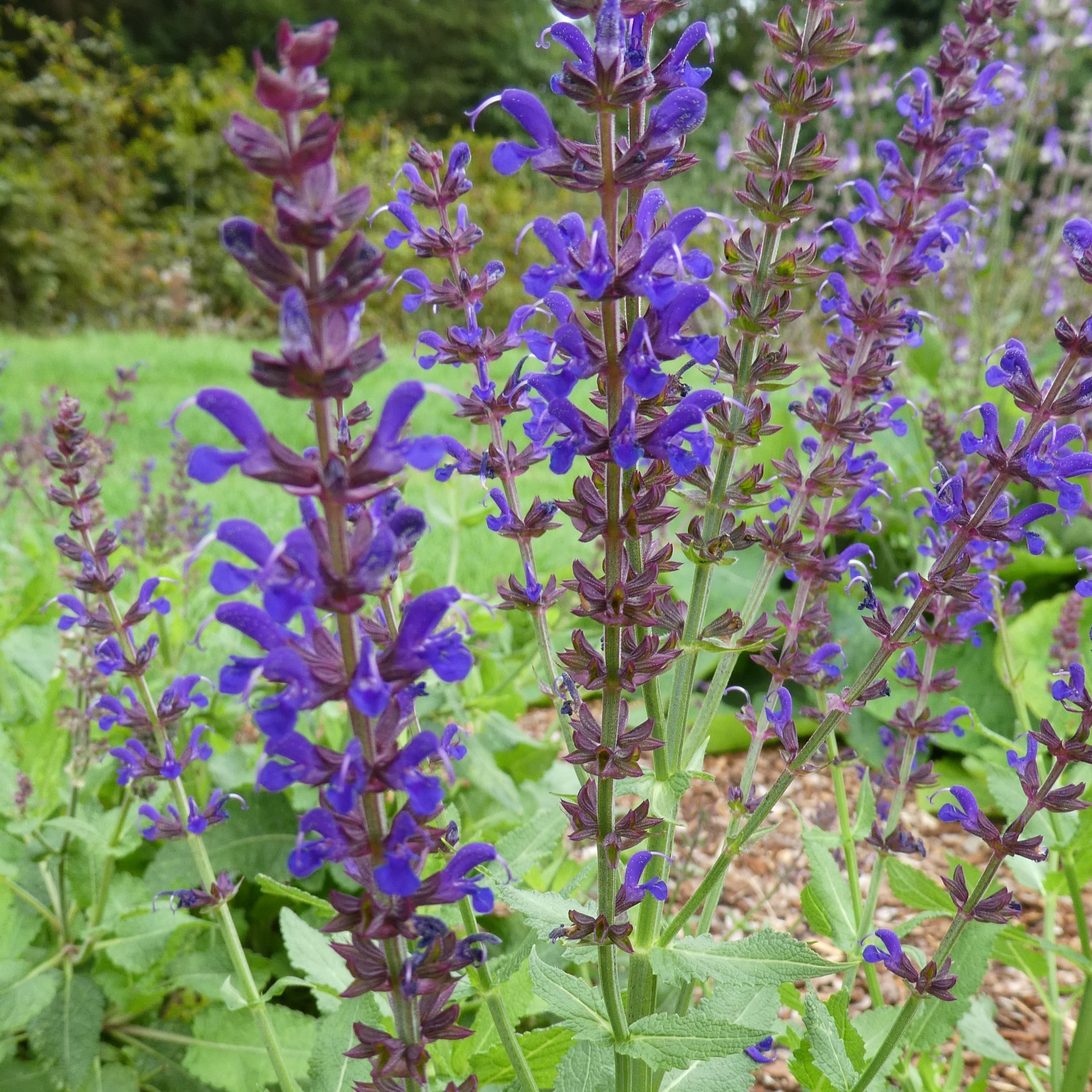 tall, purple sage blooms
