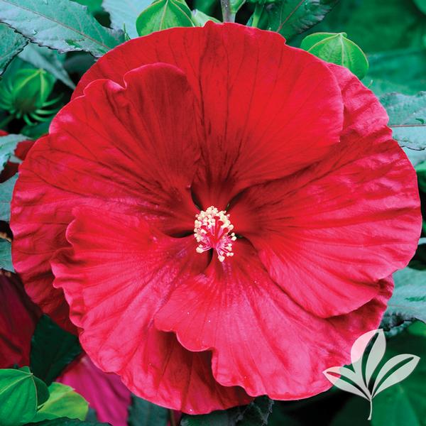 a large, red flower