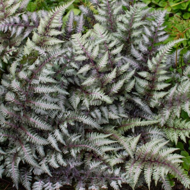 an ornate purple and green fern