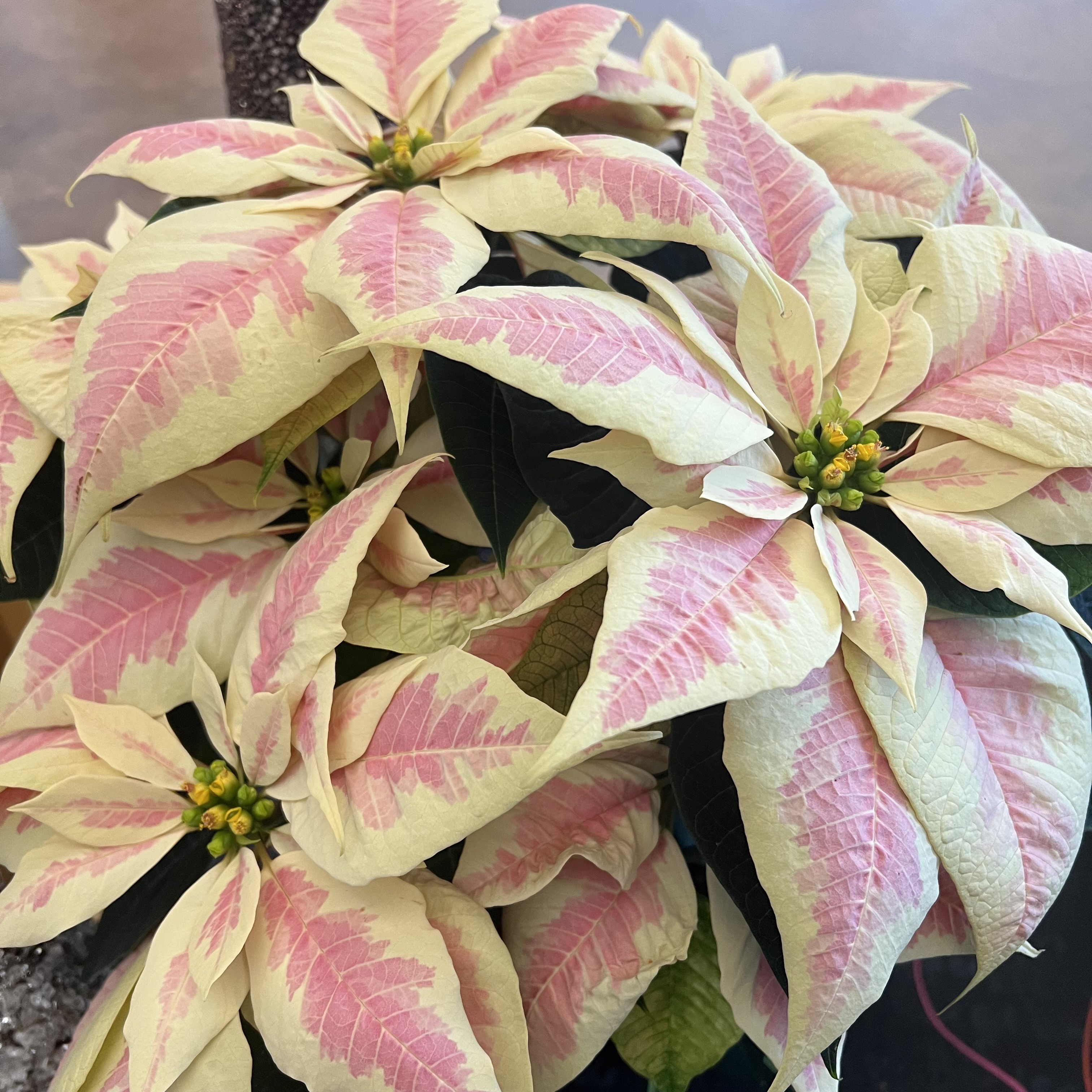 a pale pink and yellow poinsettia
