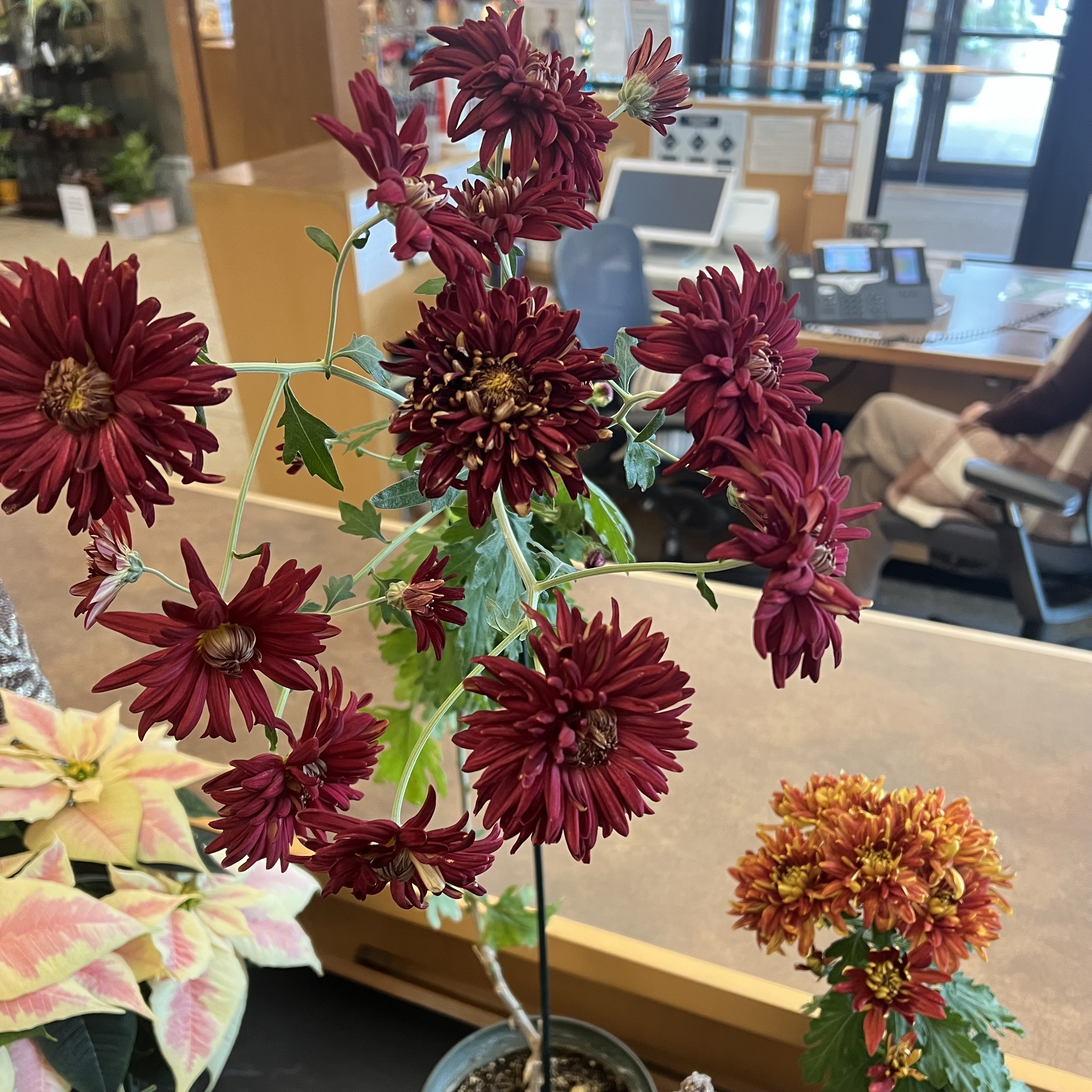 deep red and orange/yellow garden mums