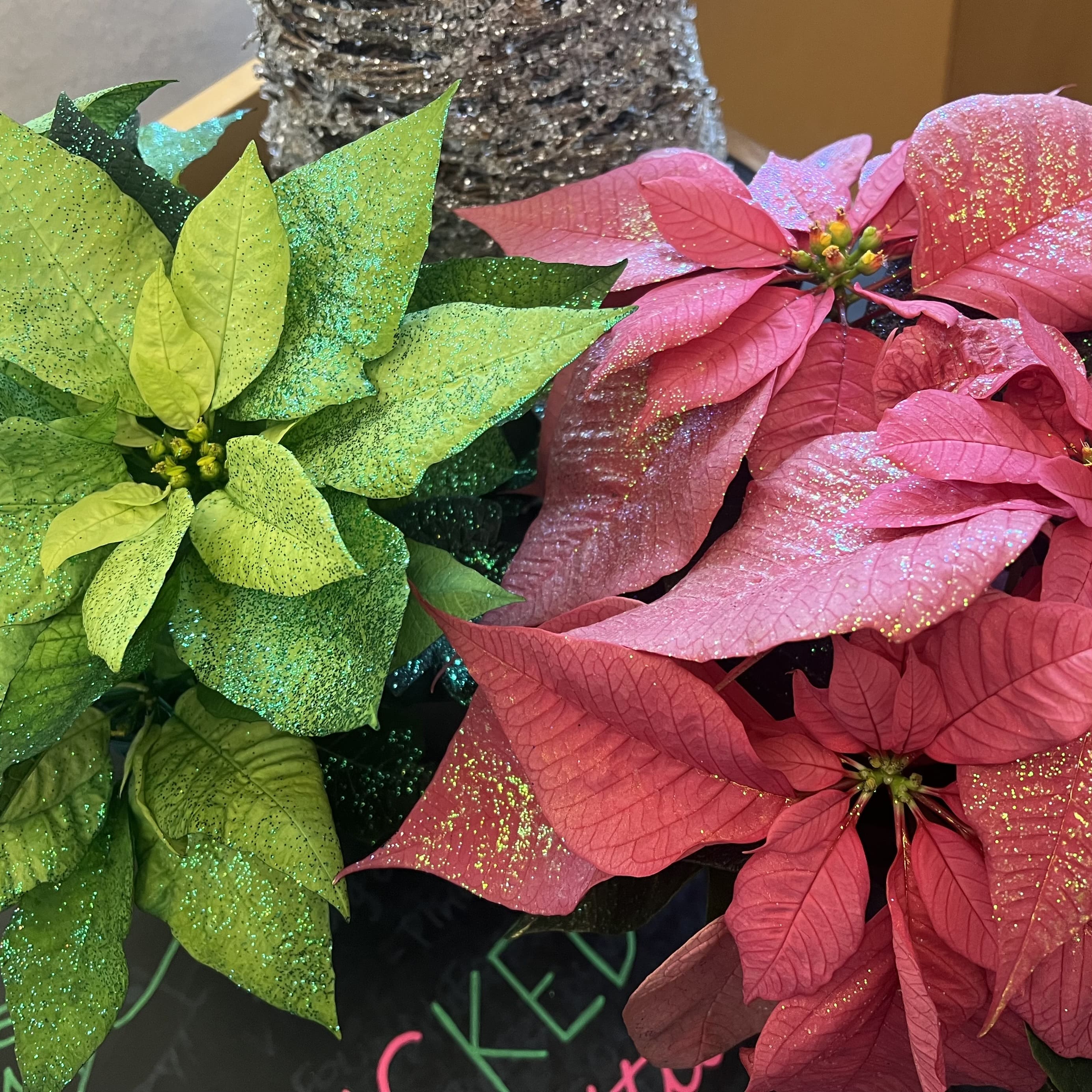 pink and green sparkly poinsettias
