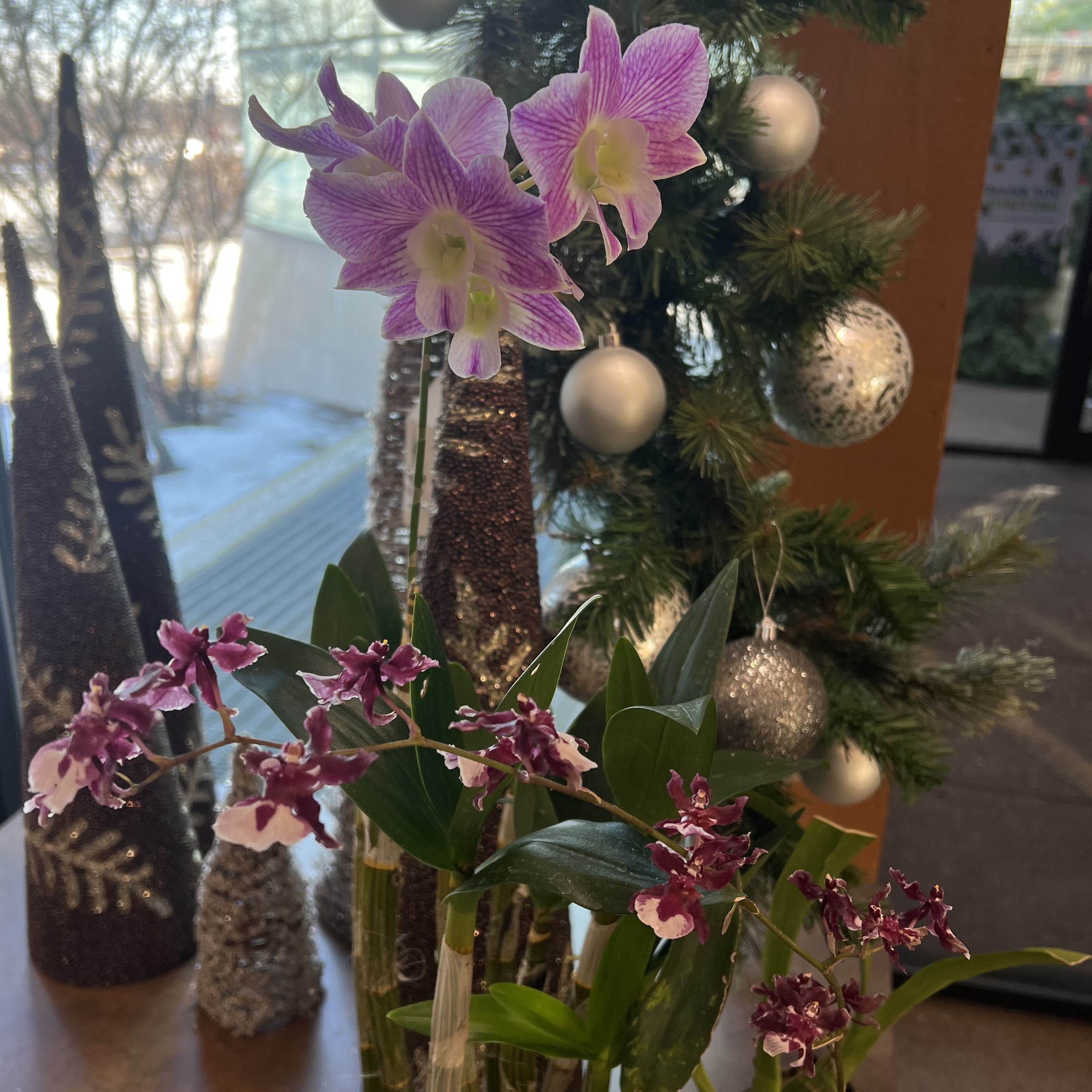 beautiful purple blooms