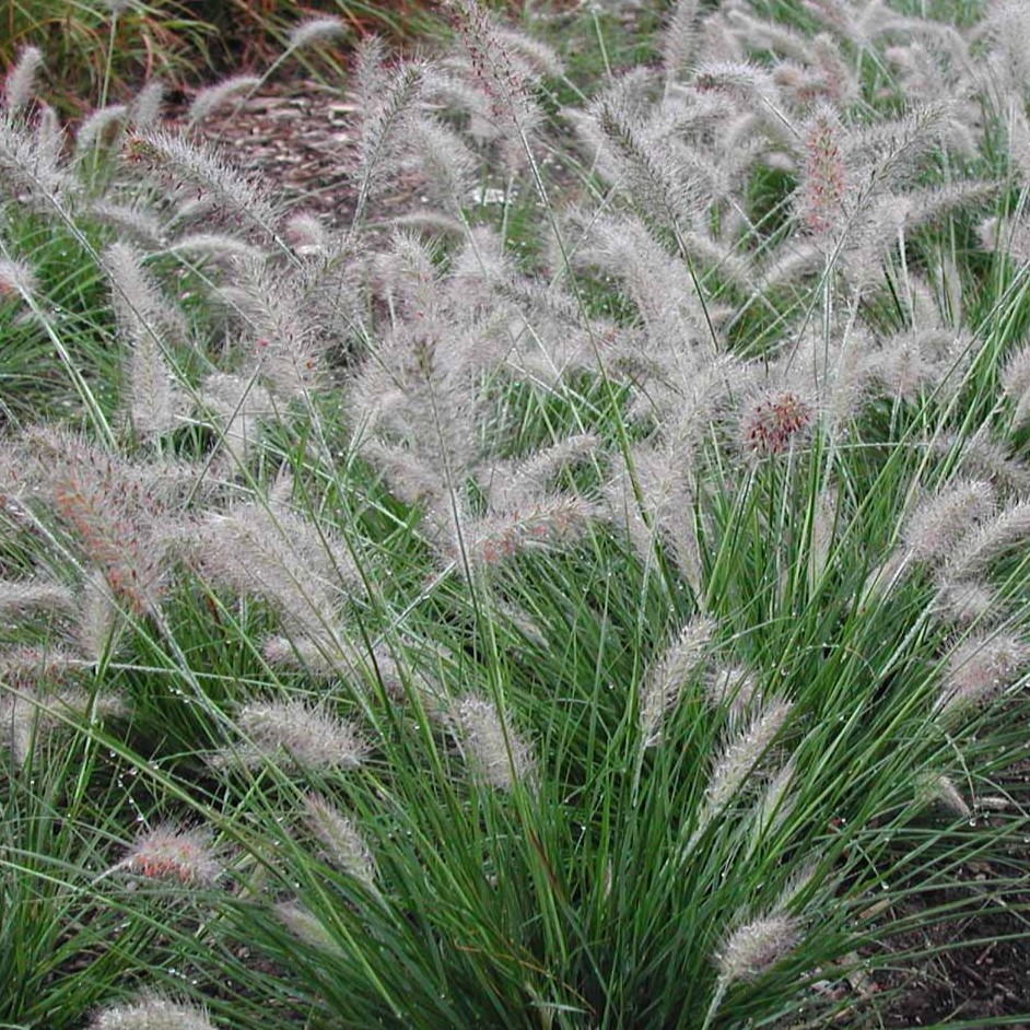 green grass with fluffy, pinkish seed heads