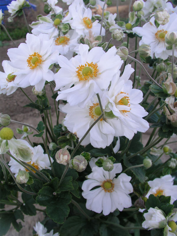 small, white blooms