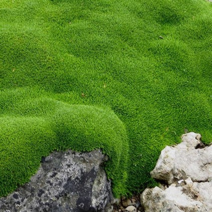 green moss
