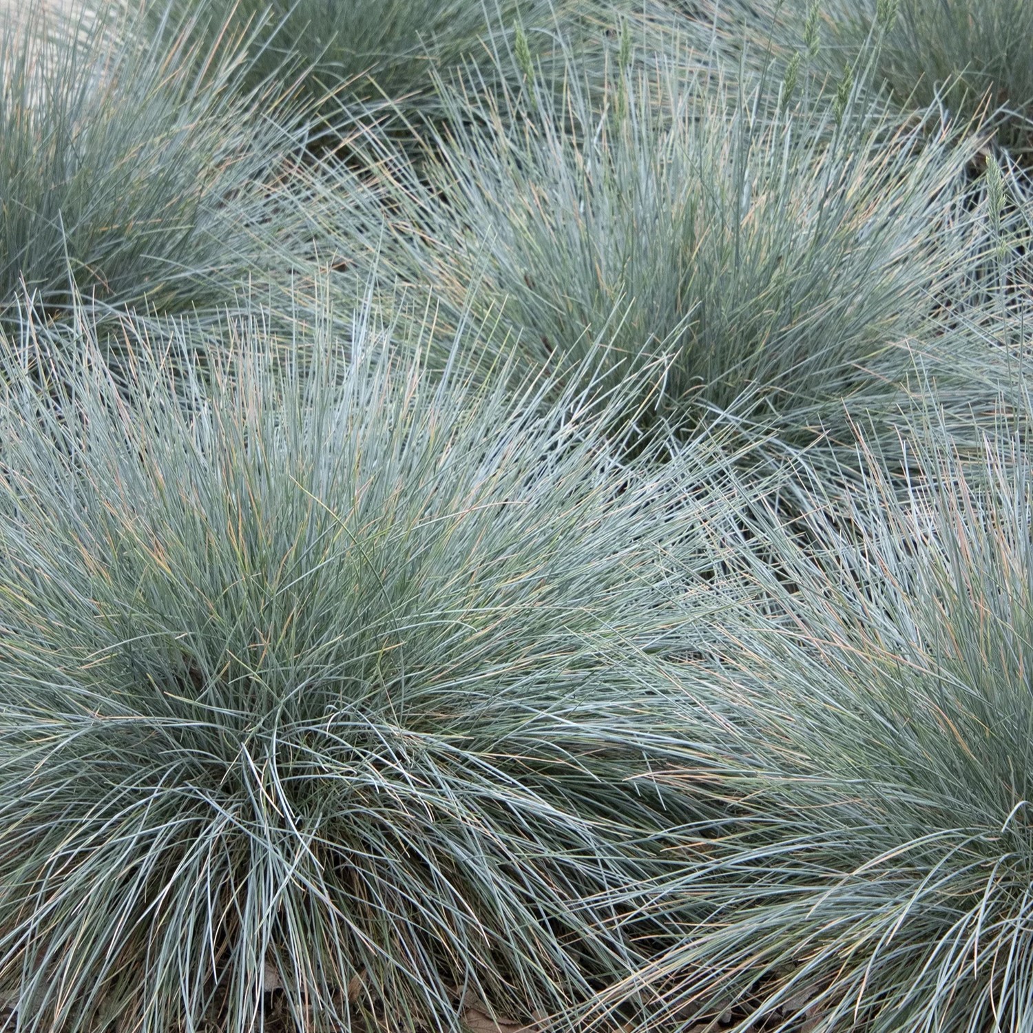 spiky, blue/green grass