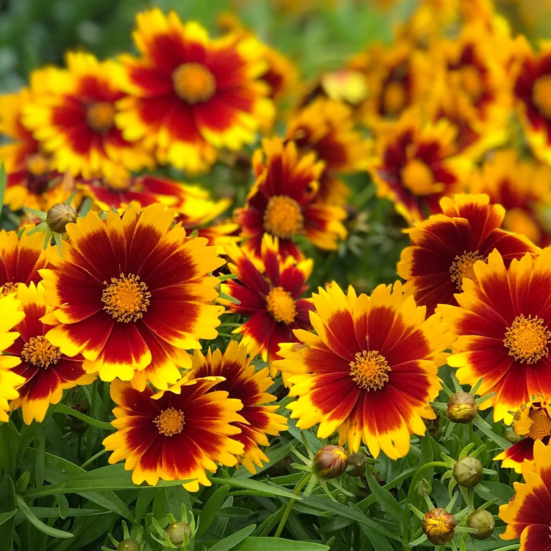 bright red and yellow blooms