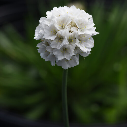 small, white, ball-shaped blooms