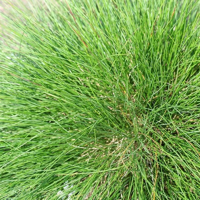stringy, green grass