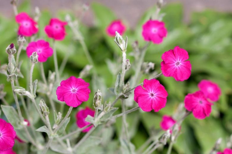 small, bright pink blooms