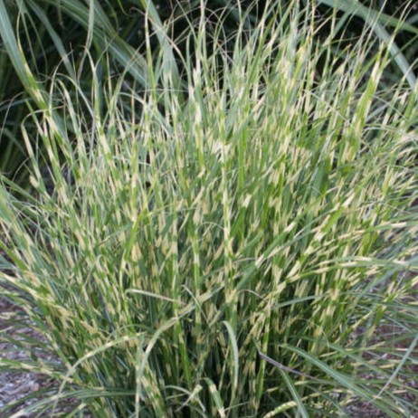 green and yellow striped grass