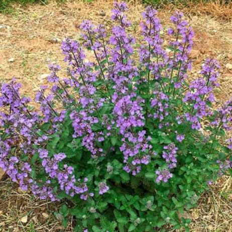small, upright, bright purple blooms