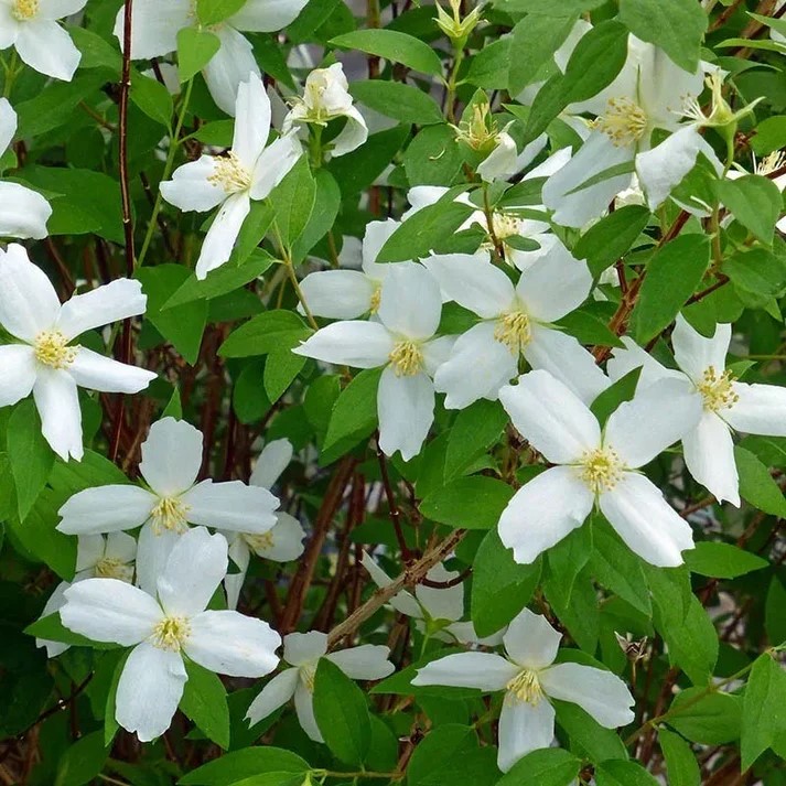 small, white blooms