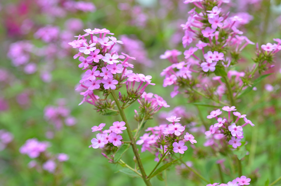 clustered, tiny, pink blooms