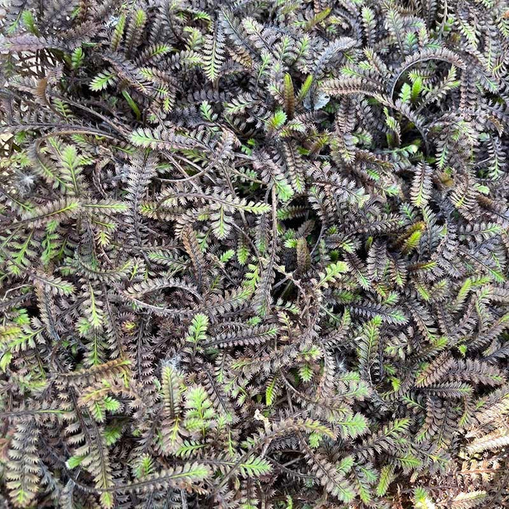 small purple and green foliage