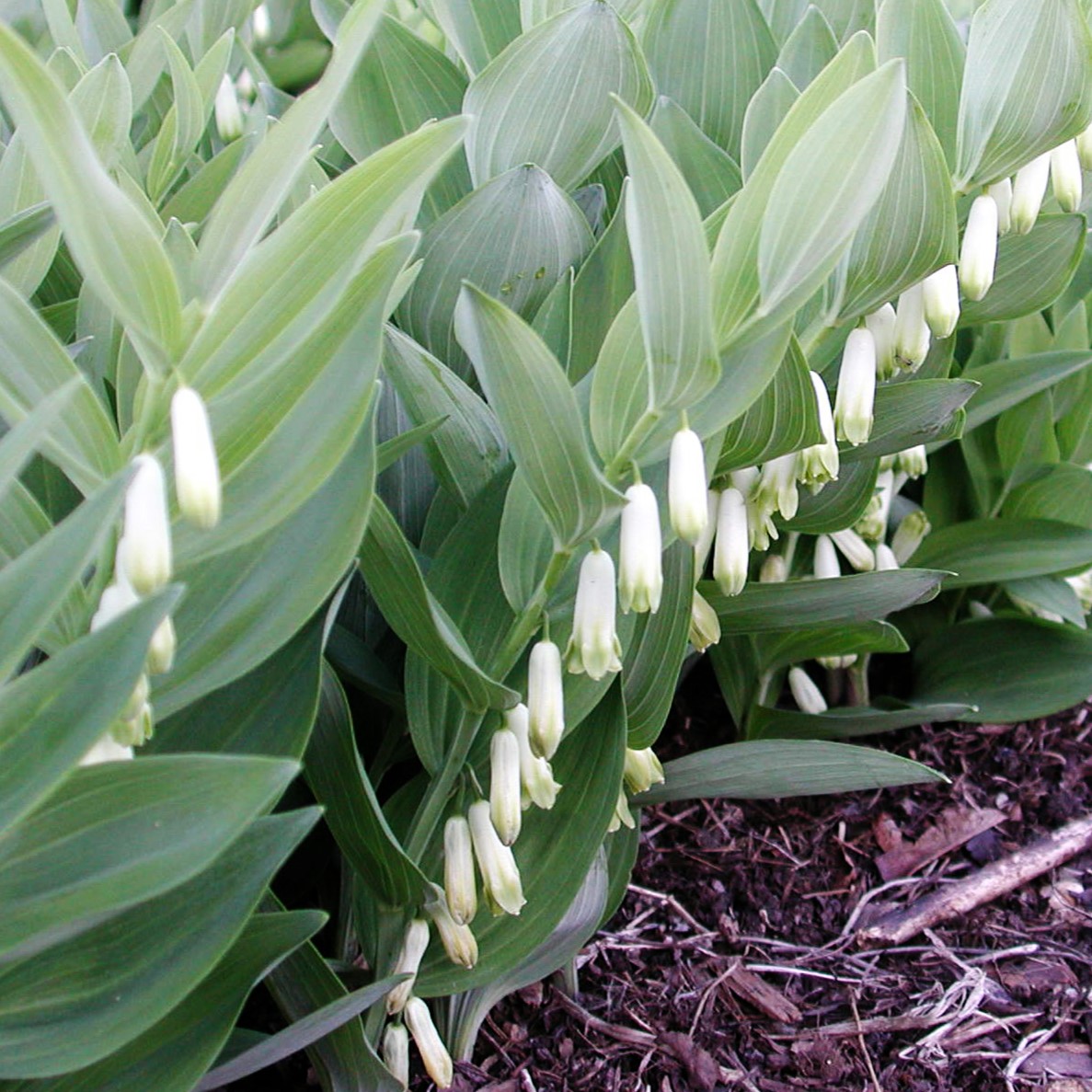 small, white, drooping blooms