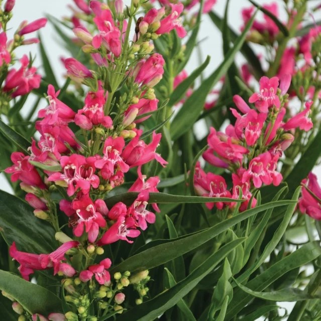 delicate pink blooms