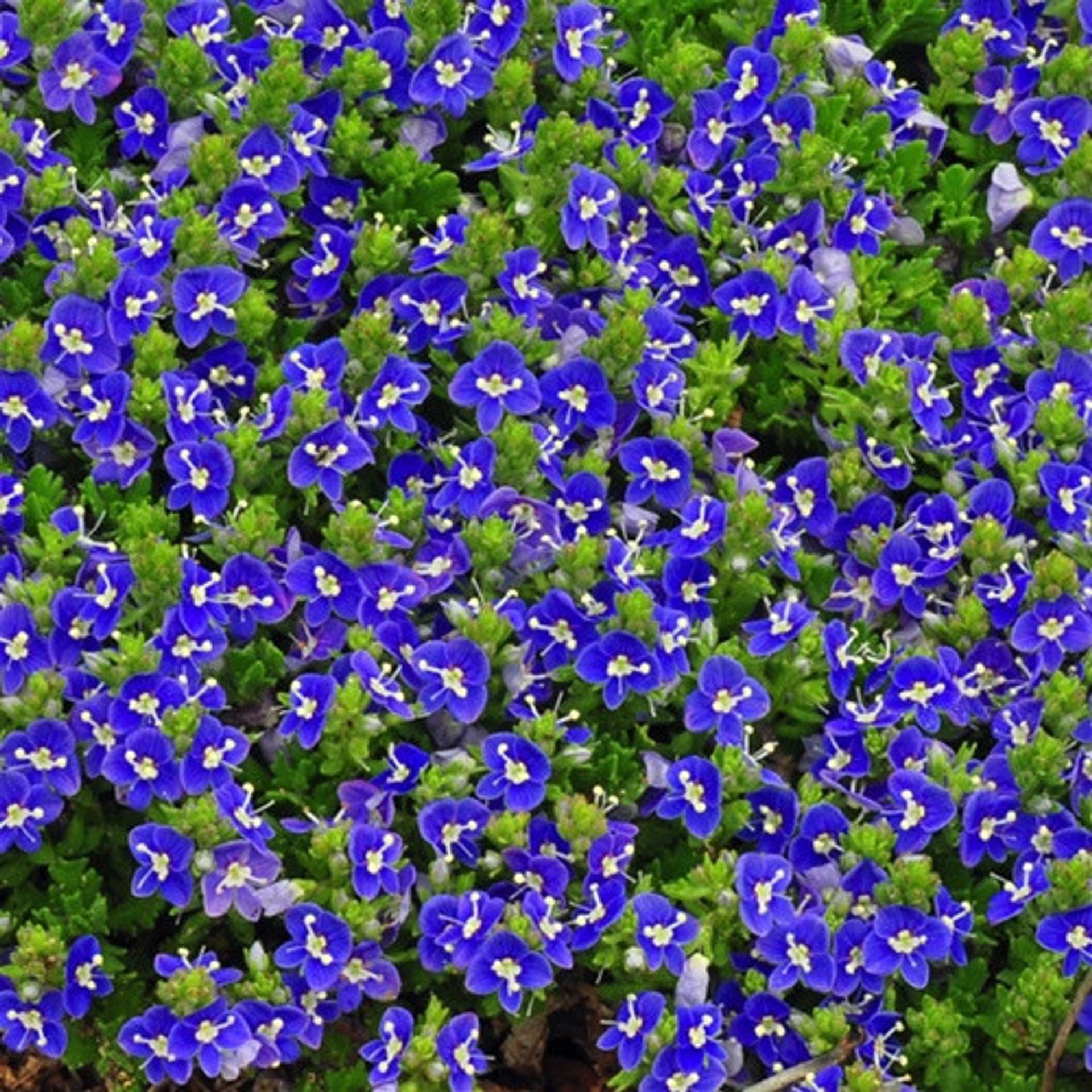 small, bright blue/purple blooms